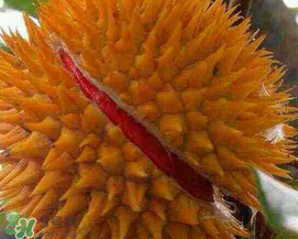 紅心榴蓮好吃嗎？紅心榴蓮和普通榴蓮哪個好吃?