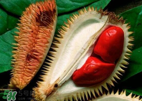 紅肉榴蓮是什么品種？紅色的榴蓮是什么品種？