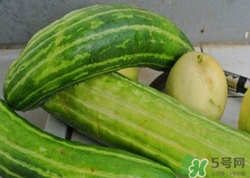 菜瓜到底是不是黃瓜？ 菜瓜和黃瓜的區(qū)別
