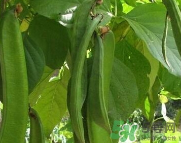 刀豆是蔬菜嗎？刀豆是蔬菜還是糧食？