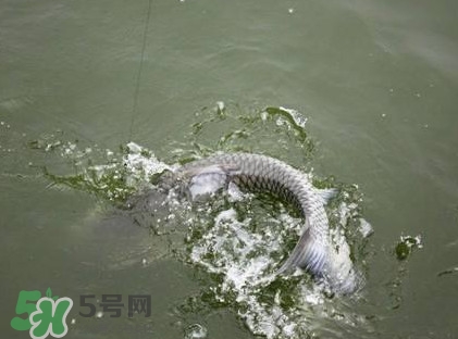 釣青魚怎么調(diào)漂圖解？釣青魚最佳調(diào)漂是幾目