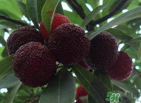 楊梅和芒果能一起吃嗎？吃完楊梅可以吃芒果嗎？