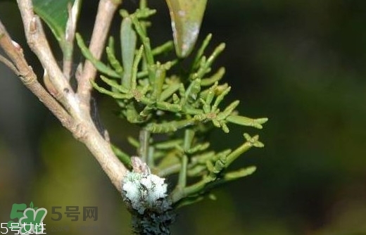 什么是螃蟹腳茶？螃蟹腳茶的功效禁忌