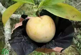 奈李什么時(shí)候成熟？奈李孕婦能吃嗎？