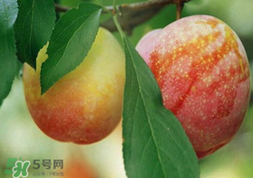 奈李什么時(shí)候成熟？奈李孕婦能吃嗎？