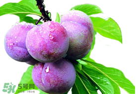 脆紅李什么時(shí)候成熟？脆紅李幾月成熟？