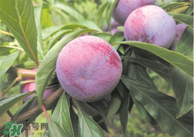 脆紅李什么時(shí)候成熟？脆紅李幾月成熟？