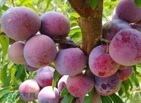 脆紅李什么時(shí)候成熟？脆紅李幾月成熟？