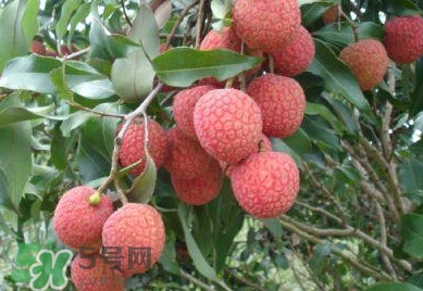 白糖罌荔枝怎樣保果的？白糖罌荔枝和白蠟的區(qū)別