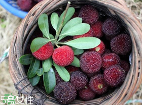 楊梅籽可以種嗎？楊梅籽怎么種小盆栽?？