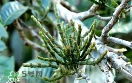什么是螃蟹腳茶？螃蟹腳茶的功效禁忌