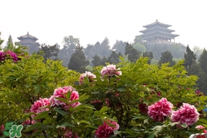 7月份去北京穿什么？七月份去北京穿衣搭配