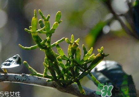 螃蟹腳茶多少錢一斤2017？螃蟹腳茶的價(jià)格