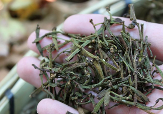 螃蟹腳茶哪些人不能喝？螃蟹腳茶哪些人能喝