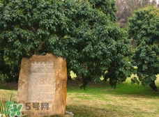 掛綠為什么只有一株？掛綠荔枝為什么不多種？