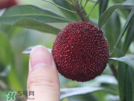 楊梅放冰箱能放幾天？楊梅可以放冰箱嗎？