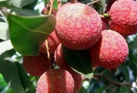 黑葉荔枝好吃嗎？黑葉荔枝多少錢一斤2017？