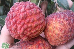 荔枝王是什么品種？荔枝王多少錢一斤2017？