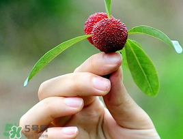 楊梅和花生能一起吃嗎？吃了楊梅還能吃生花生嗎？