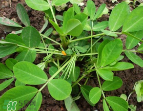 六月份還可以種花生嗎？六月份種花生可以嗎？