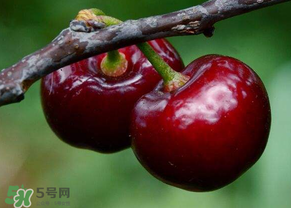六月份還有櫻桃嗎？6月還有櫻桃嗎？
