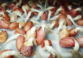 六月份還可以種花生嗎？六月份種花生可以嗎？