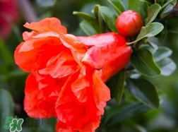 石榴花花語代表什么意思？石榴花花語是什么意思