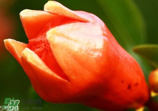 石榴花有毒嗎？石榴花能吃嗎？