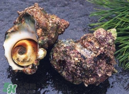 海螺怎樣吃才正確圖解？海螺哪里不能吃圖示