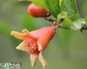 石榴花有毒嗎？石榴花能吃嗎？