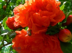 石榴花花語代表什么意思？石榴花花語是什么意思