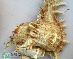 海螺是寒性的嗎？海螺是熱性還是涼性的