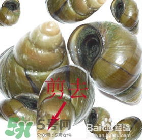海螺怎樣吃才正確圖解？海螺哪里不能吃圖示