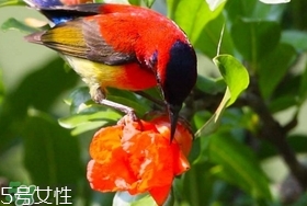 石榴花有毒嗎？石榴花能吃嗎？