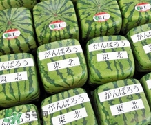 方形西瓜是如何種出來的？方形西瓜是怎么長(zhǎng)成的