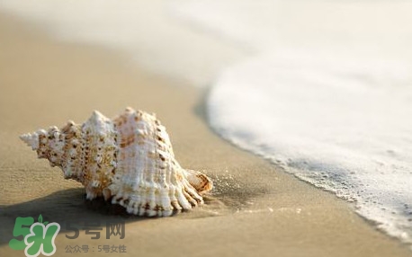 海螺是蒸還是煮？海螺的尾部是黃還是屎