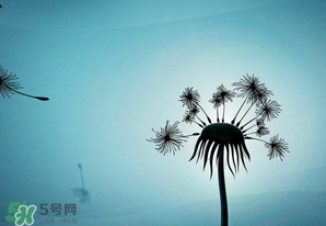 蒲公英開花了還能吃嗎？蒲公英開花的好還是不開花的好？