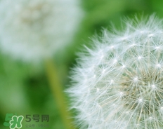 蒲公英開花了還能吃嗎？蒲公英開花的好還是不開花的好？