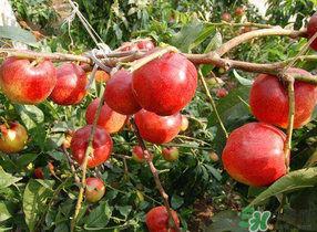 油桃和西紅柿能一起吃嗎？毛桃和西紅柿能一起吃嗎？