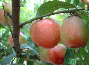 油桃和西紅柿能一起吃嗎？毛桃和西紅柿能一起吃嗎？