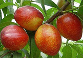 油桃和西紅柿能一起吃嗎？毛桃和西紅柿能一起吃嗎？