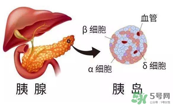 胰島素為什么不能口服？胰島素有什么副作用