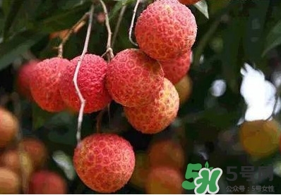 糯米糍荔枝多少錢一斤2017？糯米糍荔枝市場(chǎng)價(jià)格
