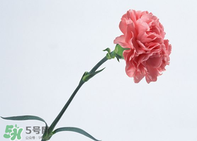 父親節(jié)可以送康乃馨嗎？父親節(jié)送康乃馨好不好？