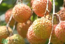 桂味荔枝和妃子笑哪個(gè)好吃？桂味荔枝和妃子笑區(qū)別