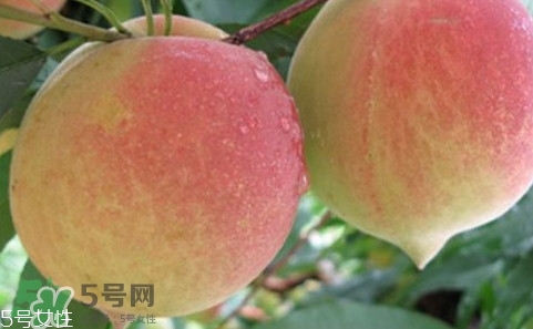 鷹嘴桃多少錢一斤2017？鷹嘴桃市場(chǎng)價(jià)格