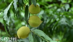 鷹嘴桃?guī)自路莩墒?？鷹嘴桃什么時候成熟