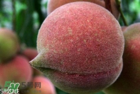 九仙桃怎么保鮮？九仙桃可保鮮多長時間