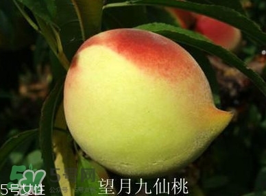 九仙桃什么時(shí)候成熟？九仙桃什么時(shí)候上市