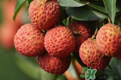 糯米糍荔枝產(chǎn)地是哪里？糯米糍荔枝上火嗎